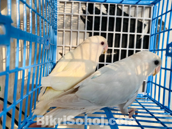 Love bird